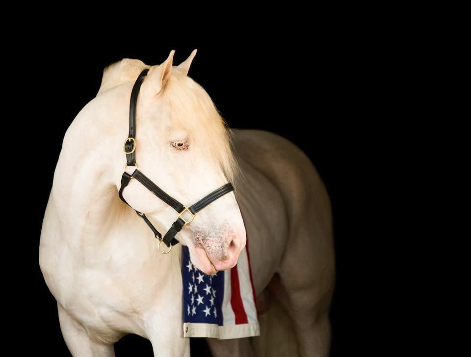 BLC Joker`s White Russian - American Cream Draft Stallion